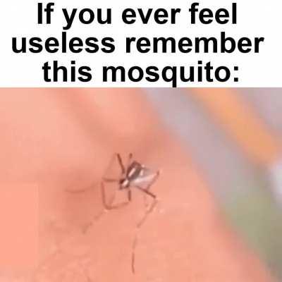 A sad story of the most annoying thing.