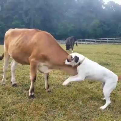 Cows are like big dogs