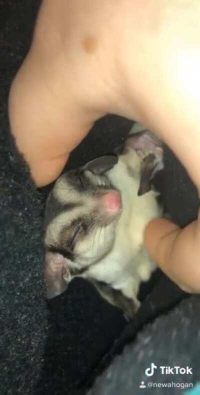 Mishka getting belly rubs