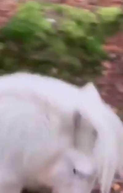 Shadowfax! He is the lord of all horses, and has been my friend through many dangers.