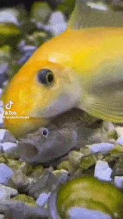 Fish ID?? Pls I need to know