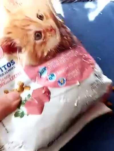 I forgot to put the food bag in the drawer.