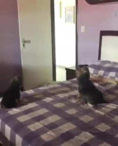 to see if the dogs cared