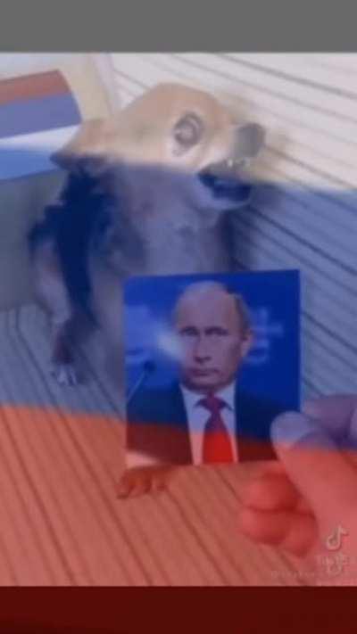 Капиталистические собаки будут бояться