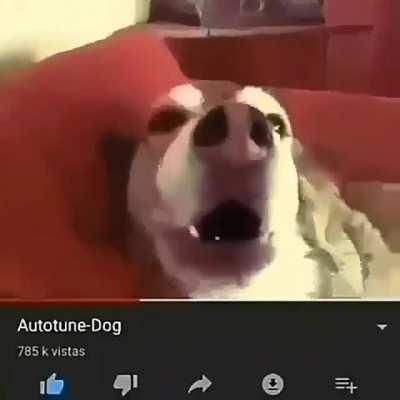 Lobinho trapper PogU