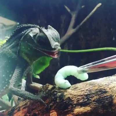 🔥 Hump-nosed Lizard (Lyriocephalus) have movable lips. Unlike basically every other reptile.