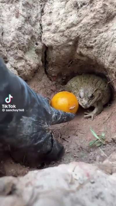 Little fucker loves his orange