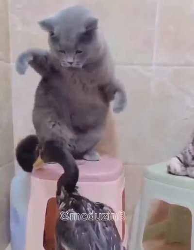 Ты на кого полез?