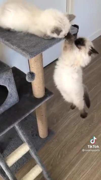 Long live the king🦁