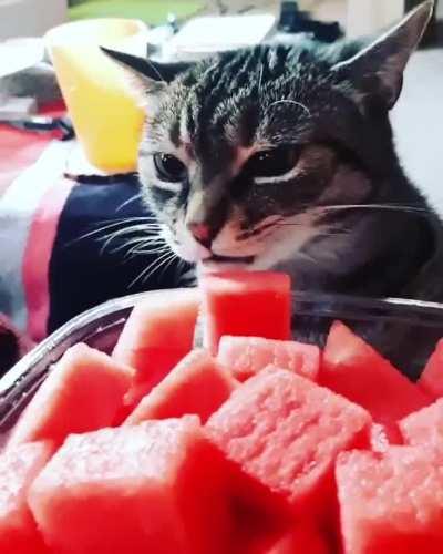 Turn our heads for two seconds... Cuddles is a fiend for watermelon!