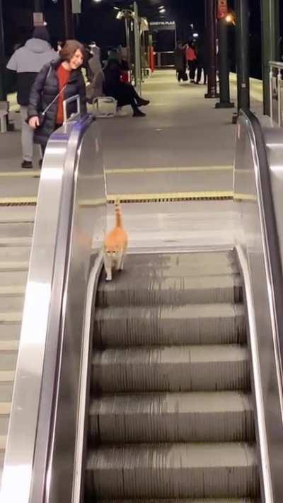 Escalator Inspector