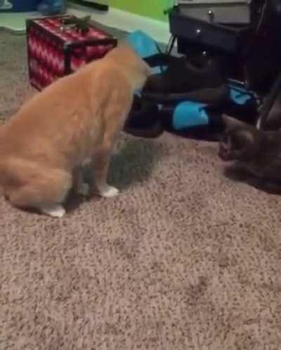 Not only does he sit on his tail, he then puts both front paws on it. This can only end badly..