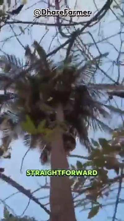 Fichtenmoped. I was ned, bin Weana.