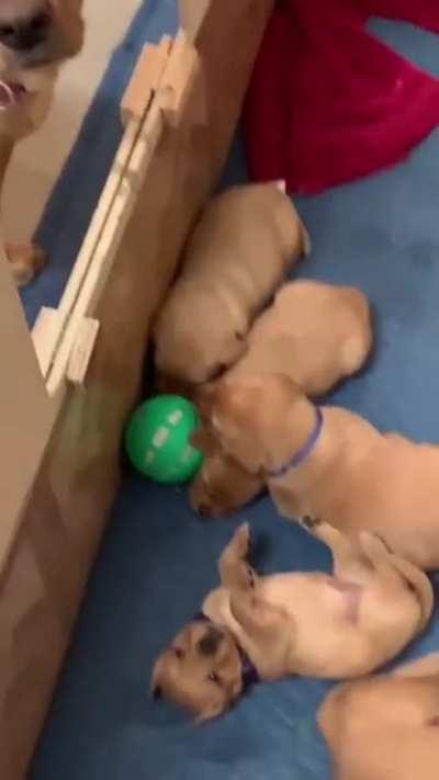 Mom brought a ball for her kids to play with