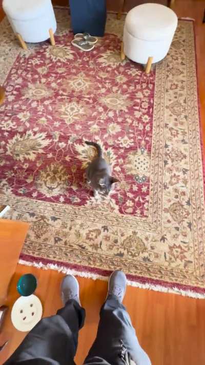 This is my neighbor’s cat. Every day he enters uninvited, scratches up my rug, and beats me.