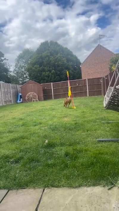 I could watch these two dogs all day