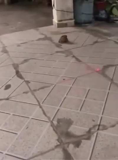 Insecticides écologique à guidage laser