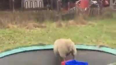 Sheep falls in love with trampoline