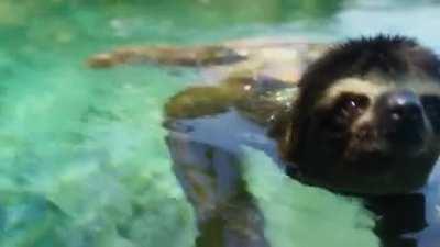 A pygmy three-toed sloth is seen here swimming between mangroves on the island of Escudo of the Republic of Panama. This species of sloth is one of four extant species of three-toed sloths. The IUCN lists the pygmy three-toed sloth as critically endangere