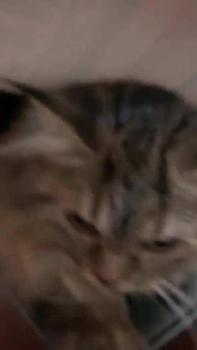 I think i got scammed…