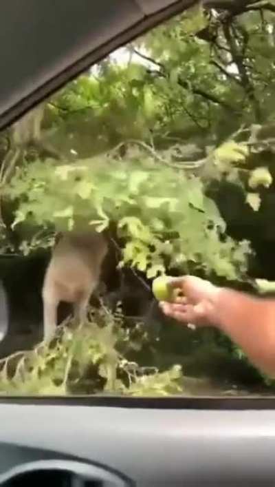 I got it...🐒🍏😅