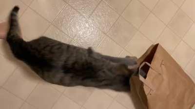 Who let the cat out of the bag?