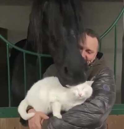 In some parts of the world, cats are fed to horses to keep them happy.