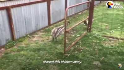 Emu vs chicken