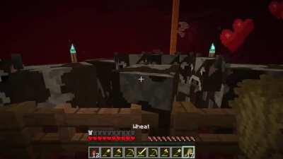 just feeding my cows...