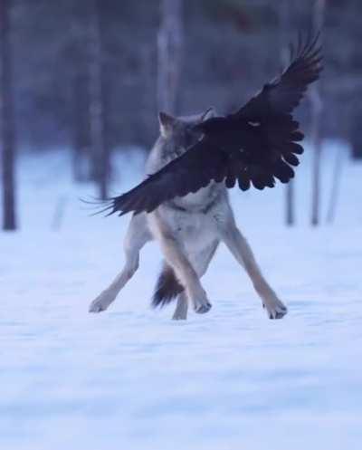 Butt attack (and an amazing video overall)