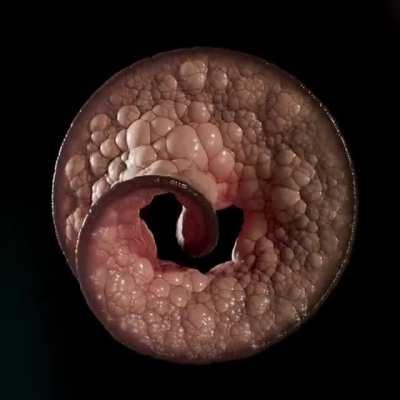 Thanks, I hate undulating geometric flesh-forms