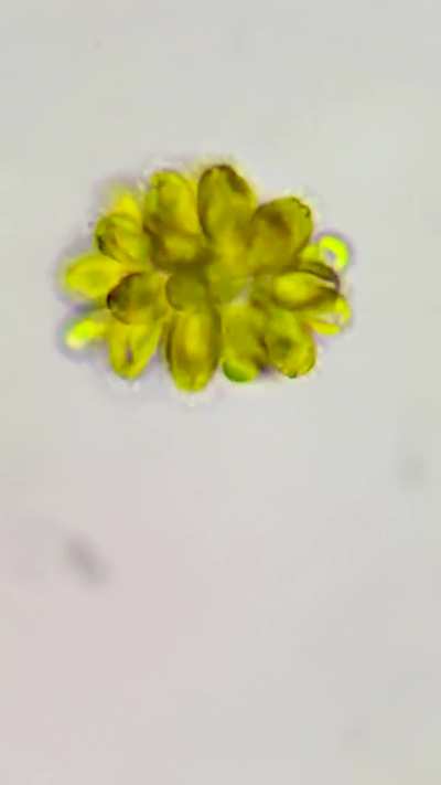 Synura and ciliate bump into each other