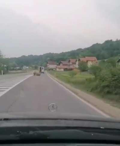 Love how the cow just casually walks away