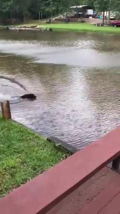 Dogs panic when owner swings out and falls into lake, then swim out to rescue him.