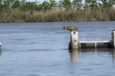 🔥 This bobcat has more than just a spring in its step. 🔥
