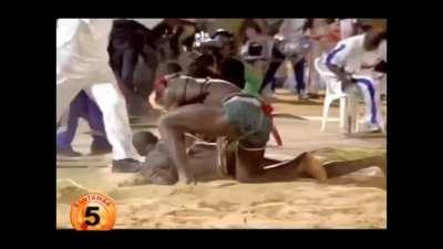 Senegalese wrestlers elite genetics?