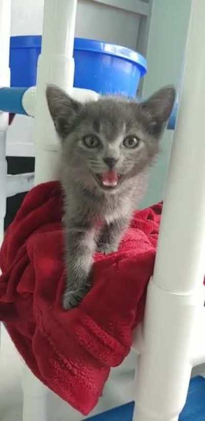 Got screamed at today by these little girls