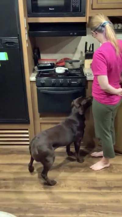 Gluten Detection Dog working Double Blinds (bow=gluten, eyes=gluten free)