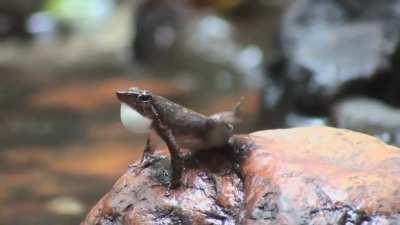 Frogs of Micrixalus genus live in noisy environment, their calling is difficult to be heard. So they use visual cues to communicate - stretching their long hindlegs.