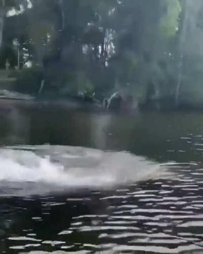 Crocodile Swimming Speed