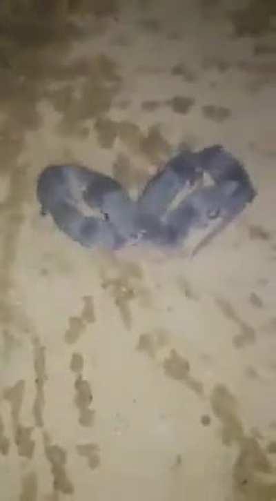 Infini-shrew, the never ending