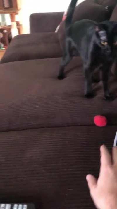 This little black cat found me in a parking lot and she fetches