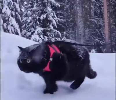 This cat is on a mission