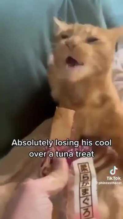 Caturday posting week 1