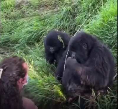 A gorilla grabbed the hair of a girl, a get beaten by a femail gorilla afterwards
