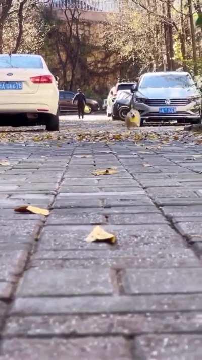 He's going so heckin fast!