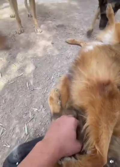 Who let the dogs out? Social time here at our sanctuary Sara Morocco is a mixture of chaos and so much joy. Just not enough hands to pet them all!