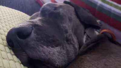 Jackson doing sleeps (volume up!)