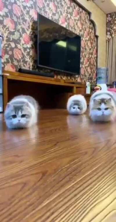 Cat-apillars