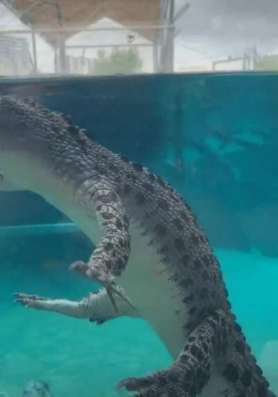 Is this players game lagging? I’ve never played as an alligator before so I don’t know if this is a default movement animation